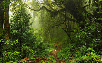 Jungle backgrounds ·① beautiful for, background jungle HD wallpaper