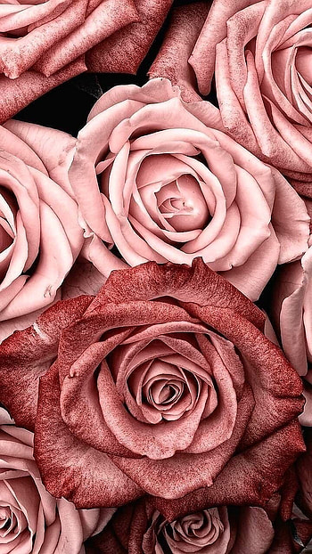 Aesthetic Rose Gold Ipad Tumblr, rose gold aesthetic HD phone wallpaper
