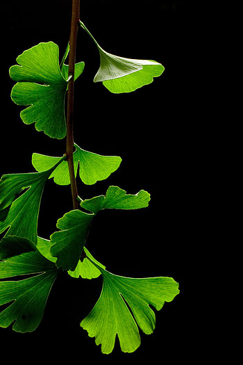 30 perfect for AMOLED screens, amoled HD phone wallpaper