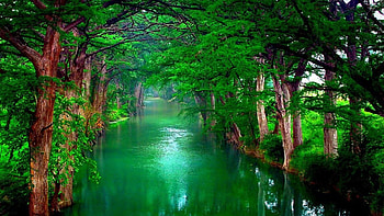 Natural Green Forest Nature Backgrounds, green forest laptop HD wallpaper