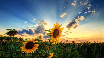 Backgrounds Of Nature With Quotes For Facebook Cover Page, fb cover HD wallpaper