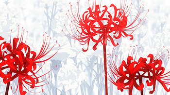 Red Spider Lily, yellow spider lily HD wallpaper
