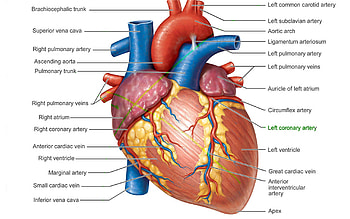 Of Heart Anatomy Pic Human Heart HD wallpaper