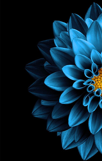 Blue flower Nature in 2019 Black backgrounds Flower [1080x1703] for your , Mobile & Tablet, dark blue flower aesthetic HD phone wallpaper