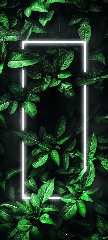 Border AMOLED Neon Black, amoled leaves HD phone wallpaper