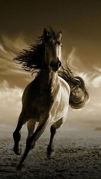 Running Horse For Mobile ... tip, running horse HD phone wallpaper