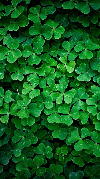 Lucky, good luck charm HD phone wallpaper