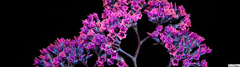 5120x1440 Purple, spring 5120x1440 HD wallpaper