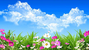 Nature Flower Best Of Cool, nature flowers HD wallpaper