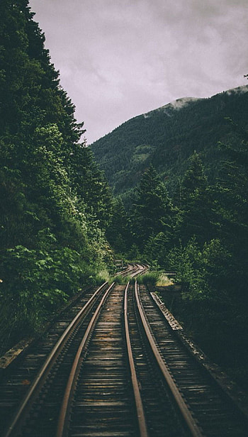 Nature Aesthetic, nature dark green aesthetic HD phone wallpaper
