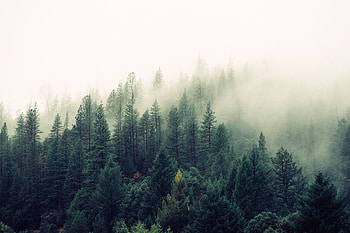 Forest For Double Exposure HD wallpaper