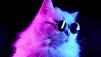 Cool Cat Live, gaming cat HD wallpaper