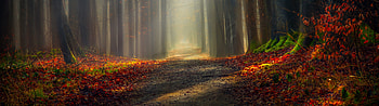 5120x1440 autumn HD wallpaper