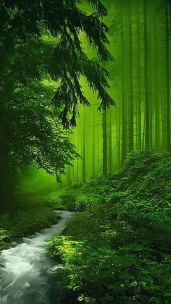 1242x2208 A clear river in the green forest, forests HD phone wallpaper