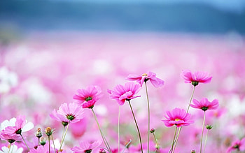Flower Backgrounds, aesthetic spring flowers laptop HD wallpaper