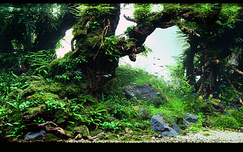 Aquarium Live Windows, fish tank HD wallpaper