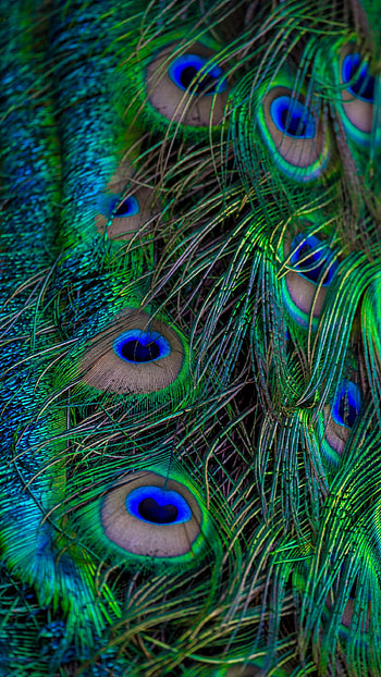 1350x2400 feathers, peacock, macro, beautiful, pattern 8+/7+/6s+/ for parallax backgrounds, krishna peacock feather HD phone wallpaper