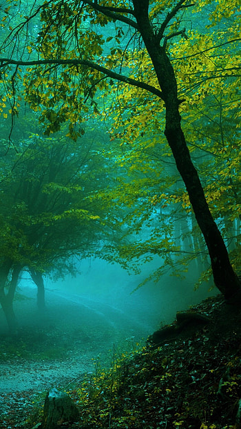 World Best For Mobile, famous mobile HD phone wallpaper