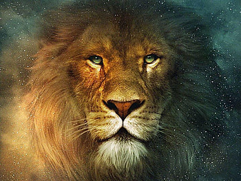 Lion Lion, judah the lion HD wallpaper
