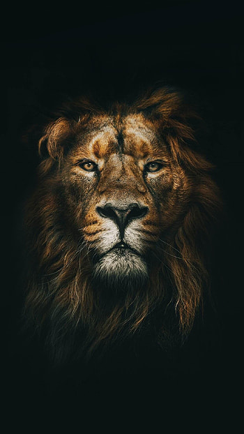 Cool Lion, lion aesthetic HD phone wallpaper