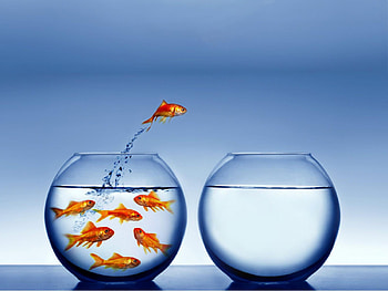Live Moving Fish, 3d fish HD wallpaper