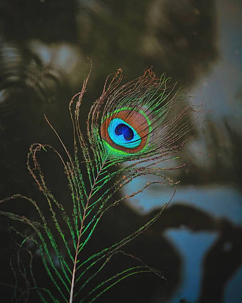 flute and peacock feather HD phone wallpaper