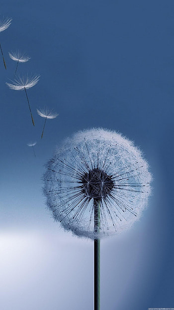 Galaxy S4 Dandelion 1080×1920 Samsung _Samsung, galaxy s4 1080x1920 HD phone wallpaper