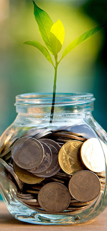 Coins, bank, plants, green leaves 1242x2688 11 Pro/XS Max , background, money plant HD phone wallpaper