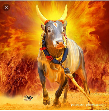 Ezhil.M, jallikattu kaalai HD phone wallpaper