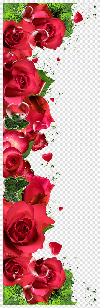 Patterns Backgrounds Rose Flower Borders Transparent Png – Pngset, rose plant HD phone wallpaper