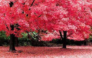Natural Full Screen HD wallpaper