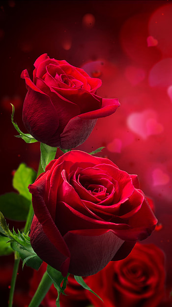 Earth/Rose, mobile red rose flowers HD phone wallpaper
