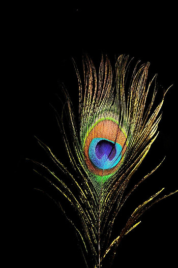 Peacock, black krishna HD phone wallpaper