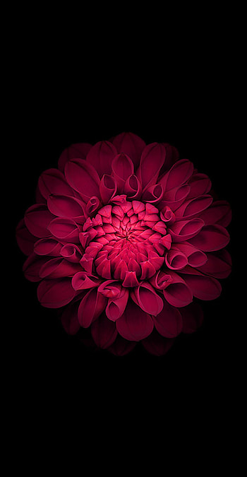 Black Amoled, flower amoled HD phone wallpaper