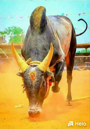 41 Jallikattu ideas, jallikattu kaalai HD phone wallpaper