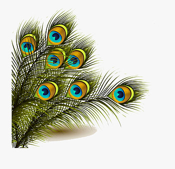 Mor Pankh Peacock Feather HD wallpaper