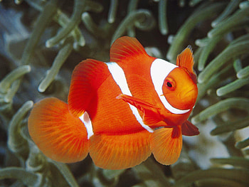 Ikan Bergerak HD wallpaper