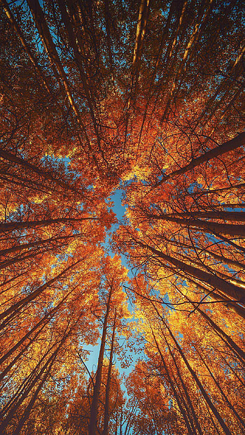 Beautiful Fall , 12 pro max autumn HD phone wallpaper