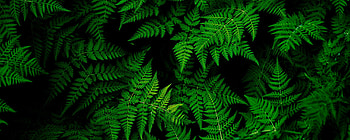 2560x1024 leaves, plant, green ultrawide monitor backgrounds HD wallpaper