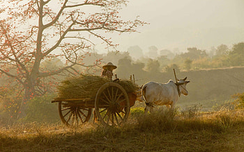 Indian Village, village nature HD wallpaper