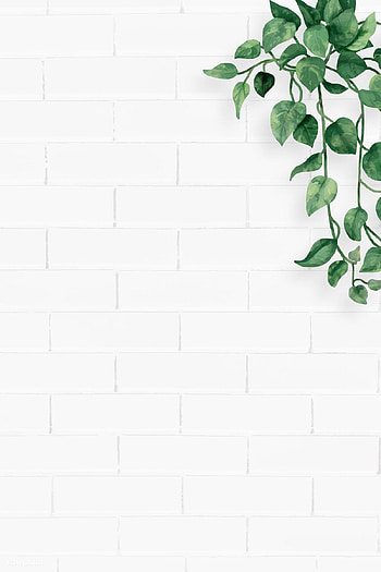 Plain White Backgrounds Aesthetic HD phone wallpaper