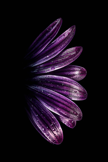 Samsung S11 flower Amoled Ultra, flowers portrait amoled HD phone wallpaper