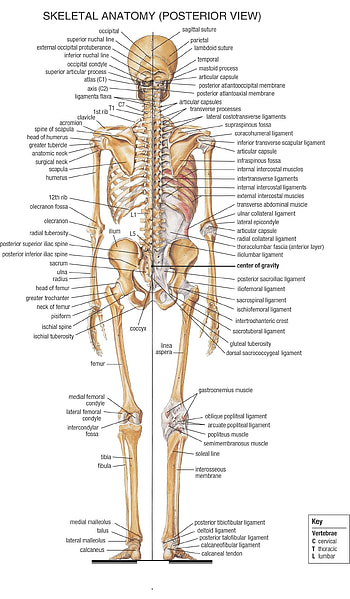 1464x2507 ... Bones With Name Tag: Name Bones Human Body Archives – Human Anatom…, human skeleton HD phone wallpaper
