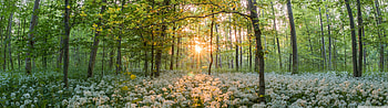 Forest In The Spring Ultra Backgrounds for U TV : & UltraWide & Laptop : Multi Display, Dual Monitor : Tablet : Smart, spring 5120x1440 HD wallpaper