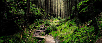 3440x1440 , Backgrounds, 3440x1440 green HD wallpaper