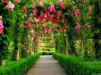 Red Rose In Garden Pics High Resolution HD wallpaper