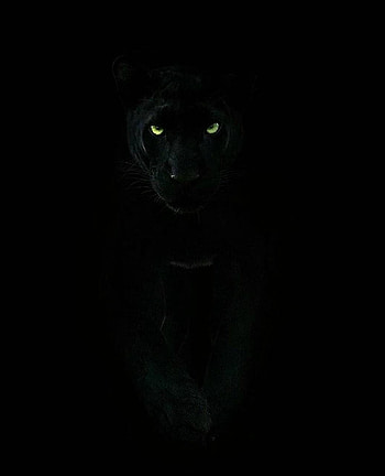 Black panther, animal android HD phone wallpaper