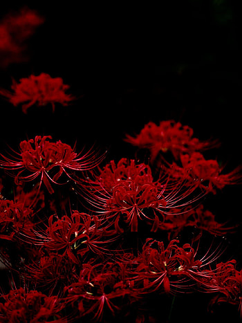 Spider Lily, higanbana HD phone wallpaper