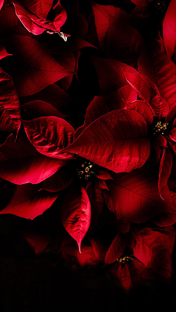 Samsung Galaxy S20 Ultra U Android HD phone wallpaper