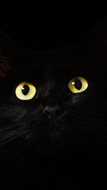 Lock Screen Full For Android, black cat for mobile HD phone wallpaper